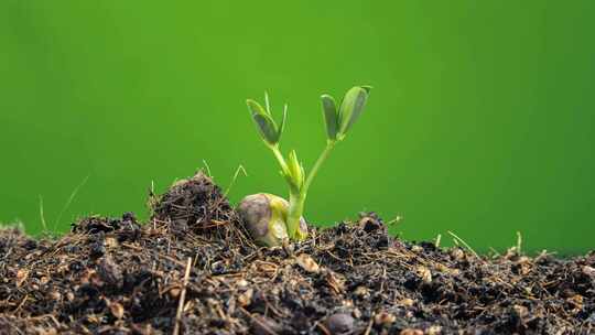种子发芽植物生长延时