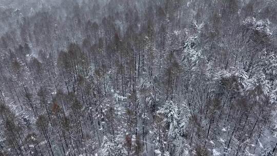 航拍东北下暴雪林海雪原威虎山