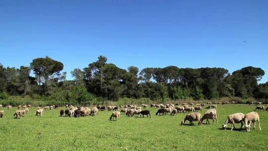 羊在农场吃草