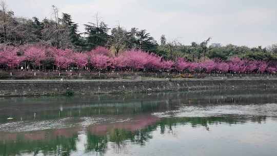 成都锦江河畔望江楼公园春日红梅花开风光