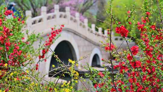 春天盛开的梅花腊梅映衬的古石桥视频素材模板下载