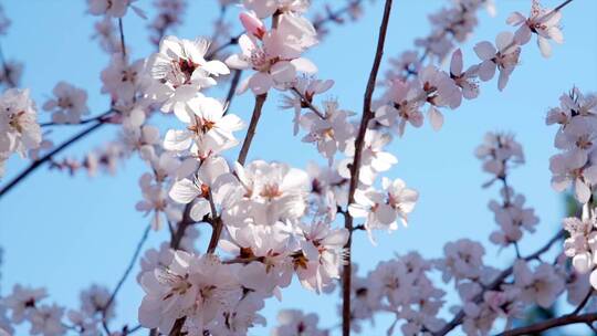 升格实拍唯美空镜头春天盛开的山桃花