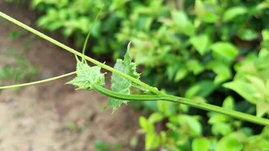 绿色小清新植物视频素材模板下载