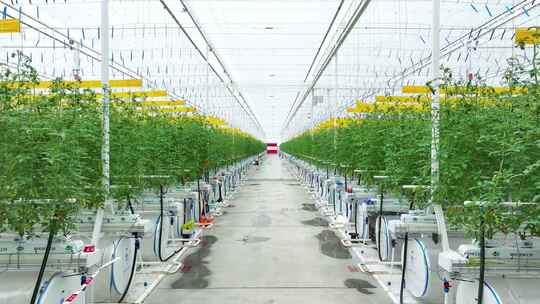 现代智慧农业 智能化栽培