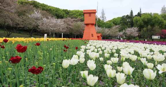 低视角拍摄唯美风车郁金香花海樱花背景