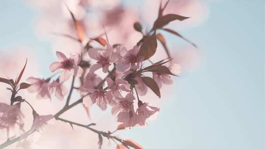 阳光春天樱花盛开美丽风景
