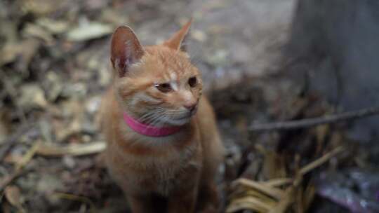 农村灶门口小猫