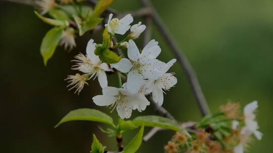 樱桃树开花白色樱花