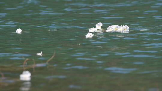 泸沽湖的水性杨花