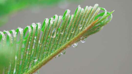 春天春雨中发芽的铁树