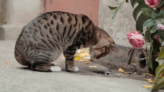 城市街头流浪猫在找食物4K