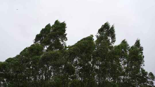 阴天森林风吹树林雨天树叶随风摇曳自然景观