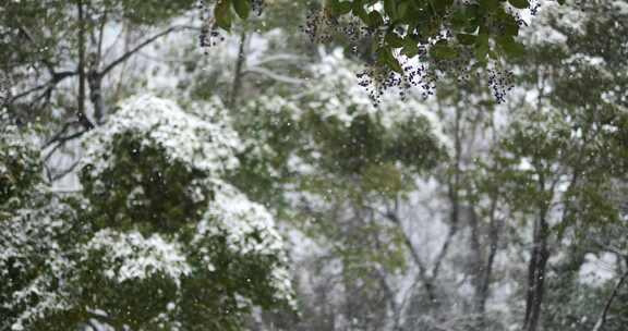 雪花飘落的慢镜头