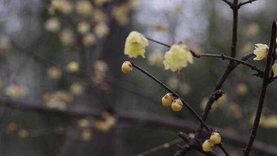 黄色的梅花傲雪开放