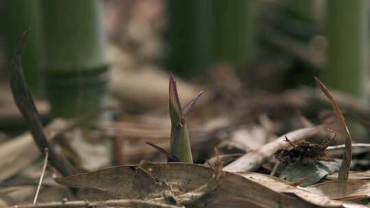 延时摄影竹子生长过程高清实拍背景视频