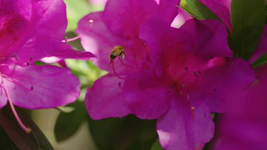 蜜蜂在杜鹃花上采蜜飞舞特写慢镜头