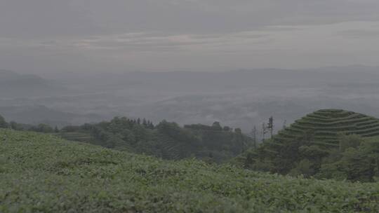 茶山绿茶茶叶实拍视频素材延时摄影茶叶基地
