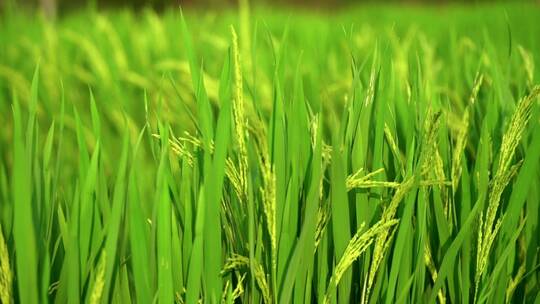 山村稻田，水稻，稻穗素材合集视频素材模板下载