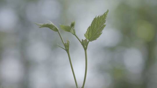 天然蔬菜种树素材6