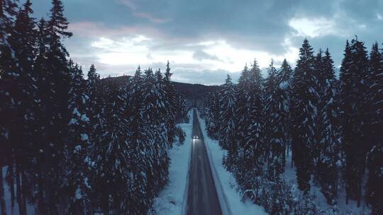 汽车在雪林公路上行驶