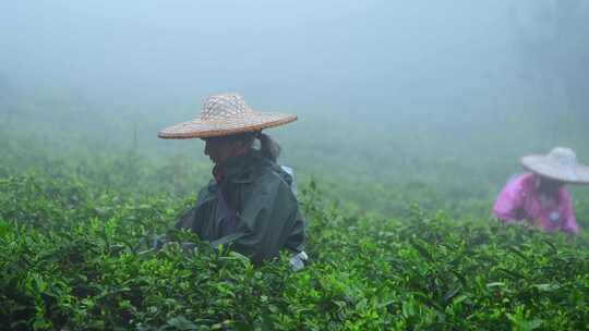 茶农采茶春茶白茶绿茶茶叶毛尖手工茶采茶