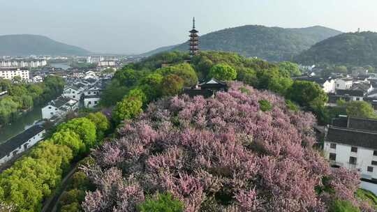 太湖东岸光福塔下樱花春色美（航拍运镜）