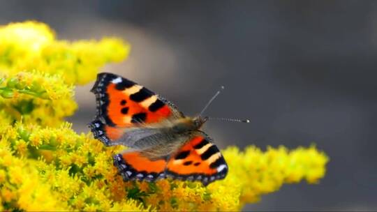蝴蝶站在黄色移动的花朵上视频素材模板下载