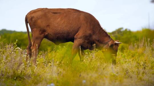在草地上吃草的小公牛