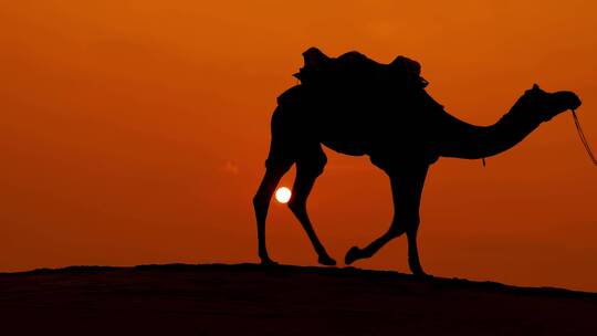 夕阳下的骆驼队一带一路茶马古道丝绸之路
