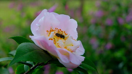 花园蜜蜂飞舞采蜜 茶花 中华野山蜂