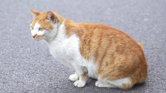 广州天河华南植物园野猫视频素材模板下载