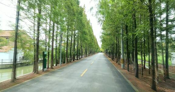 横沙岛林荫大道