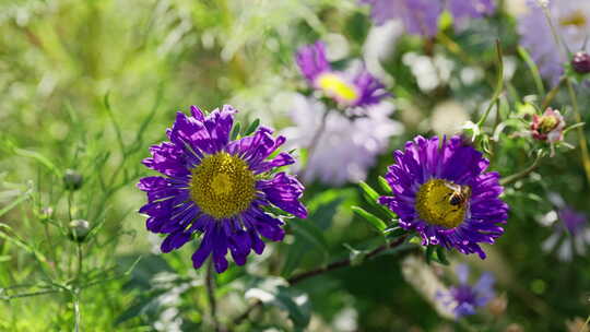 阳光下花丛中花朵上的蜜蜂