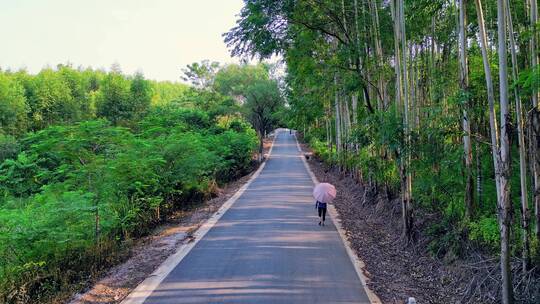 阳光透过桉树林洒在村民行走的乡间公路上