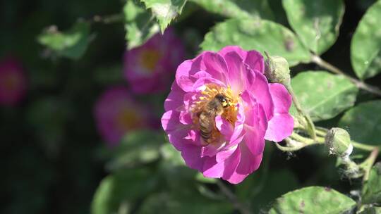 蜜蜂在月季玫瑰花朵采蜜
