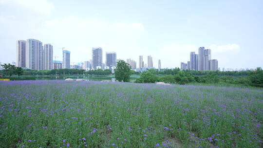 武汉市汉阳区墨水湖公园