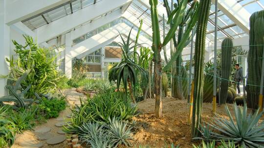 沙漠植物沙生植物温室大棚