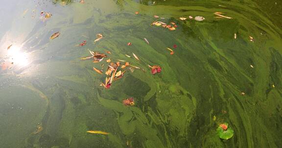 实拍8k湖面污水视频