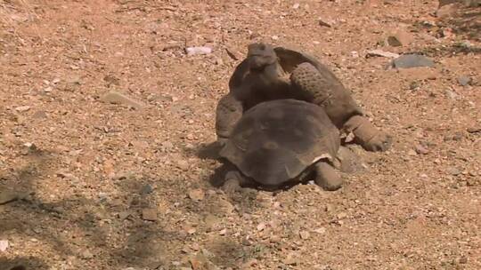 一只陆地龟推倒了同伴