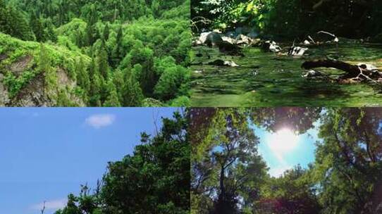 茂密森林中的景色视频素材模板下载