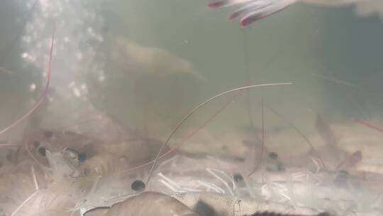 水池里面的基围虾