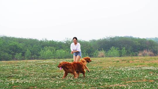 长腿美女和金毛宠物犬在春天开满花草地玩耍