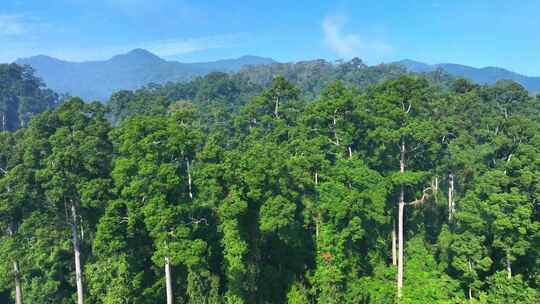 森林树木热带雨林航拍视频素材模板下载