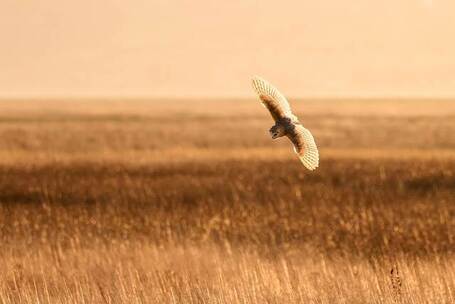 自由之翼 自由 飞翔 持续 电影 自由之翼 自由 飞翔 持续 电影