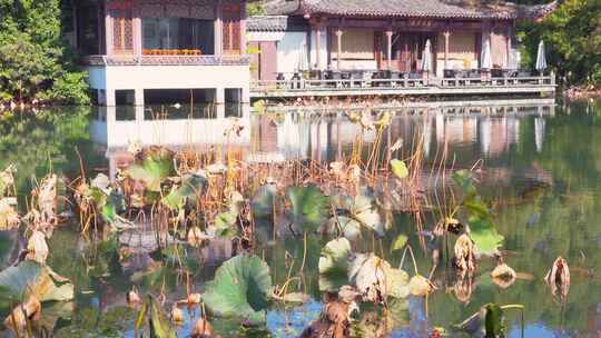 杭州西湖曲院风荷秋天水榭残荷风景