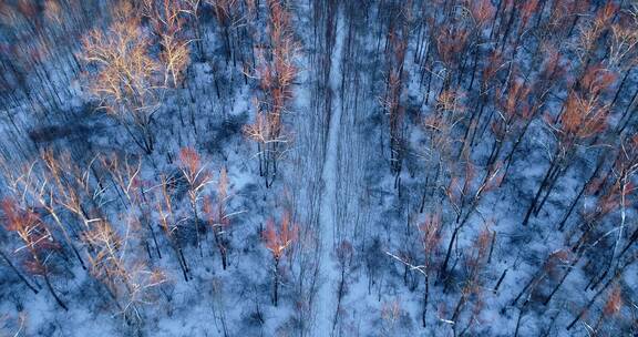 航拍大兴安岭雪域次生林风景