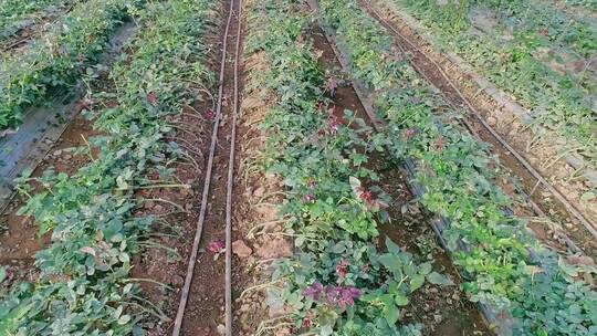 玫瑰花种植基地航拍