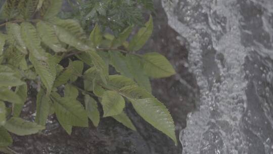 山间瀑布水流植物慢动作视频素材模板下载