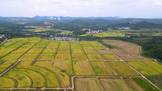 航拍韶关浈江区茶山人工改造田秋收