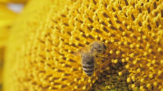 微距拍摄蜜蜂和美丽的向日葵视频素材模板下载